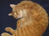 Jerry