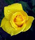 lovely
